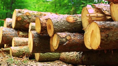 Wood Logs Stacked in a Green Forest