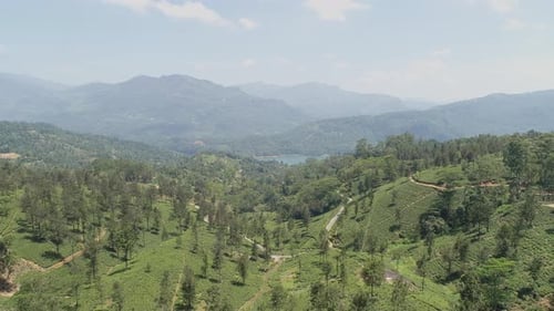 Flying Over Tea Plantation