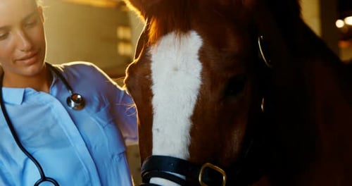 Vet Checks on Chestnut Horse in Barn