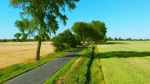 Straße zwischen Bäumen.