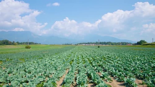 Endless Farm Field with Rows of Cabbage Harvest Under Sky