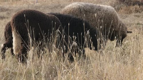 Sheep Flock Grazing Peacefully in a Rural Field