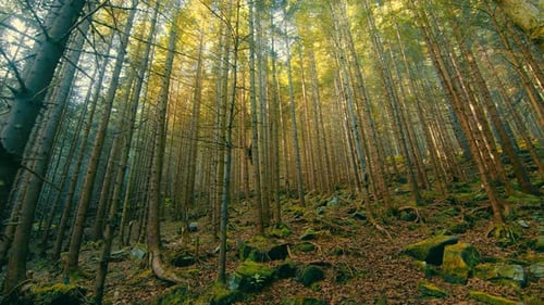 Fabulous Forest