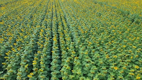 Aerial View Field Of Sunflowers