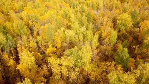 Autumn Forest