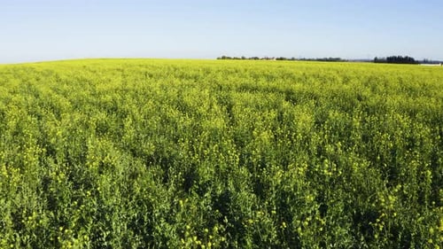 Aerial Drone Shot a Green Field in a Rural Area Drone Flies Low Across the Field