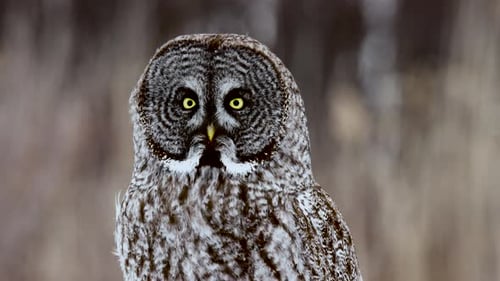 Great Grey Owl perched on post turns head with blurred cornfield background