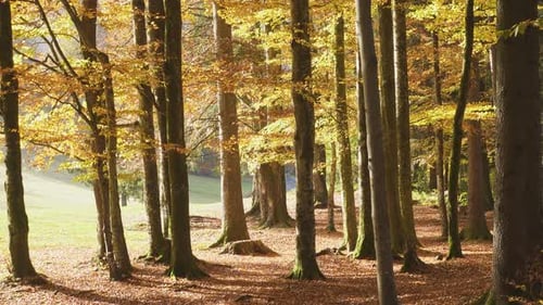 Fallende Blätter im sonnigen Herbstwald 10