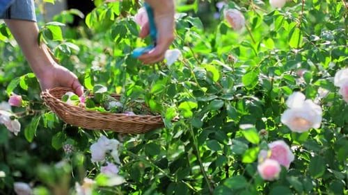 Hands of Woman Caring for Rose Bush in Garden