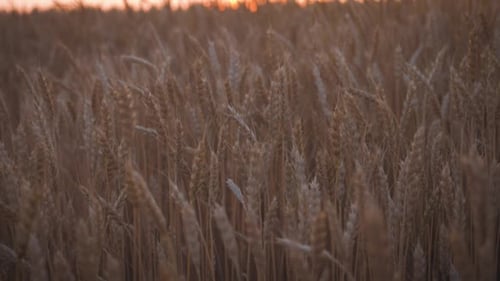 Ears of Golden Wheat Close Up at Sunlight. Concept Harvest.