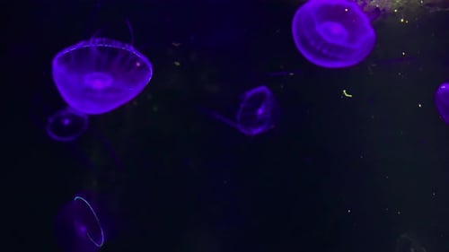 Jellyfish - Aequorea Victoria - Close up of a purple jellyfish at Kamon Aquarium, Japan.