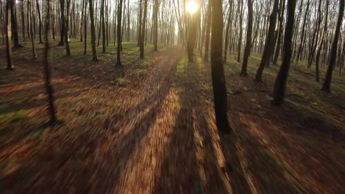 FPV Drone Flight Quickly and Maneuverable Through an Autumn Forest at Sunset