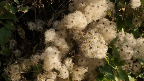 Old Man Beard Clematis vitalba flores frutas antes del atardecer Imágenes en 4K