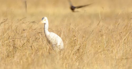 Cattle Egret Hunting for flying and hidden insects in the swaying grassland along with the swallows