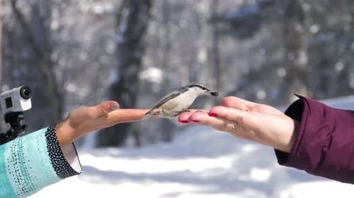 Oiseau dans les graines Hand Eat pour femmes