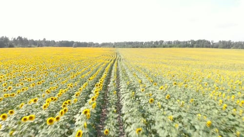 Sunflower field