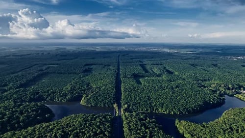 Car Driving Down an Asphalt Road Crossing the Vast Forest