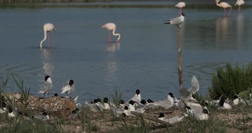 Un troupeau de goélands méditerranéens (Ichthyaetus melanocephalus) pendant la période d'incubation des œufs, Camargue