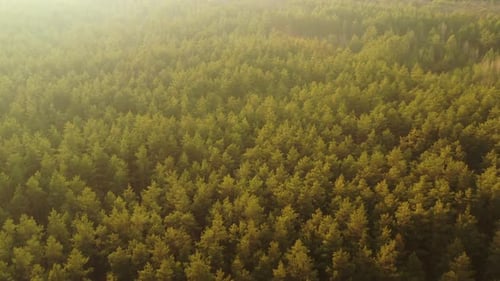 Aerial View Green Pine Forest Deforestation Area Landscape