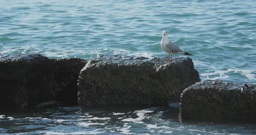 Möwe sitzt auf einem Felsen. Hafen von Sotschi, Russland. Silhouetten von Möwen auf Felsen und ruhiger Meeresbrandung.