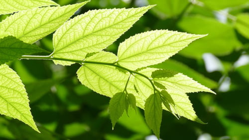 Foliage Moving In Wind