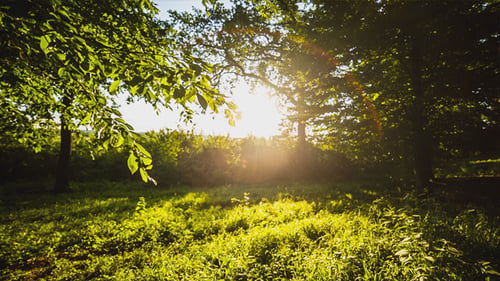Baum durch den Sonnenstrahl