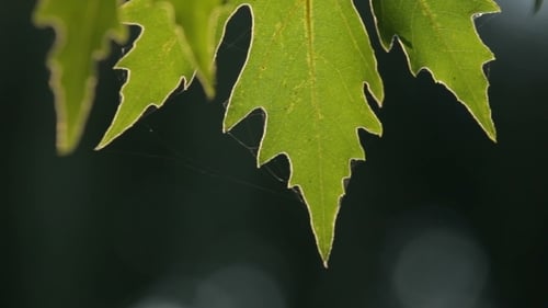 Sycamore Leaves