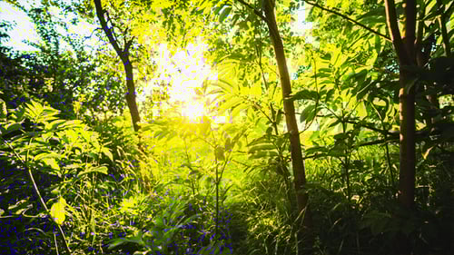 Sunlight Shining Through the Green Forest Trees