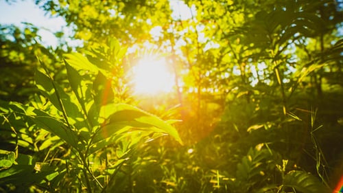 Sun Shining Through Green Leaves