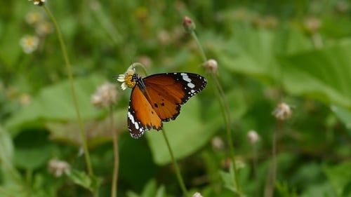 Mariposa