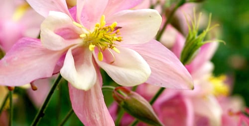 Close Up of Pink Columbine Flower in Garden