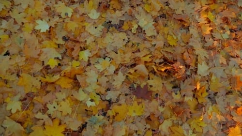 Golden Maple Leaves Carpet Forest Floor at Sunset