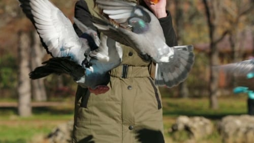 Young Girl Feeding Pigeons From Hand In Park