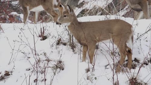 Szenen von Hirsch im Schnee (3 Von 4)