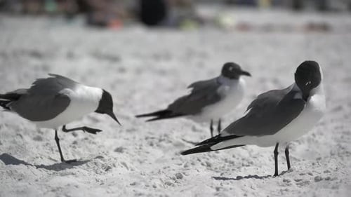 Vögel an einem belebten Strand (2 von 13)