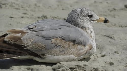 Vögel an einem belebten Strand (4 von 13)