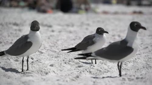 Vögel an einem belebten Strand (6 Von 13)
