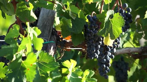 Vues d'un vignoble toscan (4 de 11)