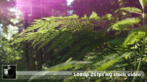 Wild Forest 2