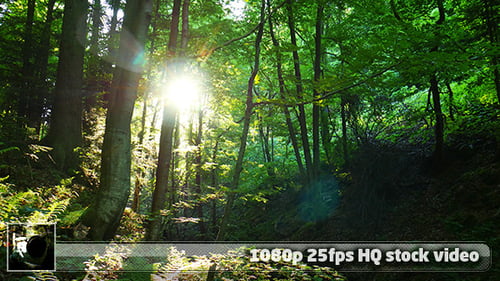 Wild Forest 1