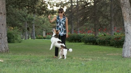 Woman Training Dog in Sunny Green Park