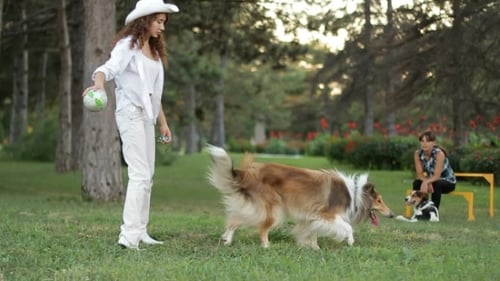 Entrenador Coaches Collie Dog.