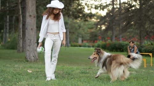 Woman Trains Collie with Ball in a Sunny Park