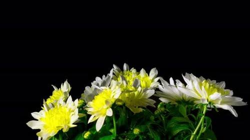 White and Yellow Chrysanthemum Flowers Blooming Time Lapse