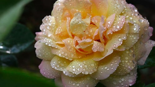 Nasse Rose