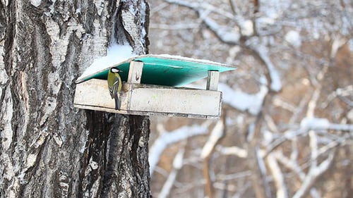 Bird feeder