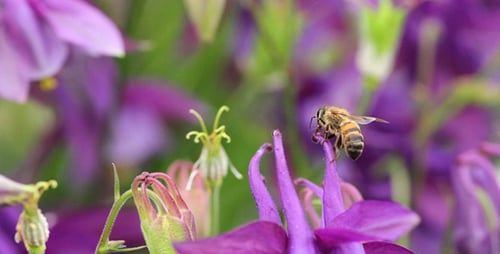 Bee Collecting Nectar From Purple Flower