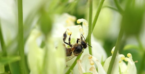 Bee Collecting Pollen on White Flower