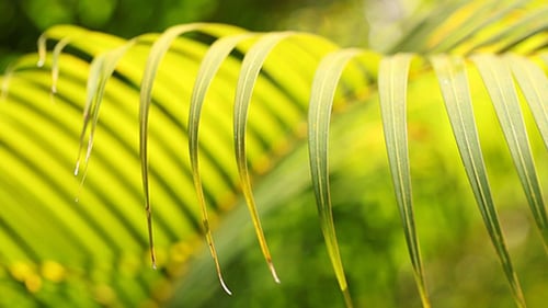 Grünes Blatt in der Natur 614