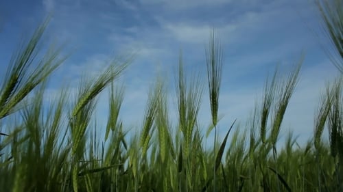 Weizenähren winken im Wind